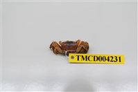 藏品(秀麗長方蟹)的圖片